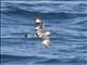 Cape Petrel (Daption capense)