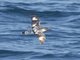 Pintado Petrel (Daption capense)