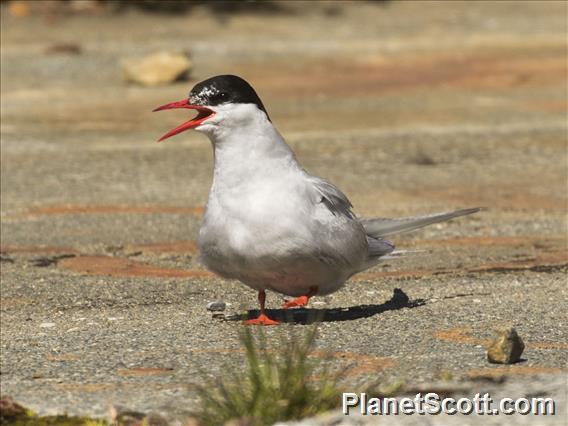 Antarctic Tern (Sterna vittata)