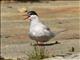 Antarctic Tern (Sterna vittata)