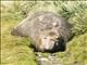 Southern Elephant Seal (Mirounga leonina) - Adult Male