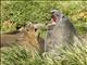 Southern Elephant Seal (Mirounga leonina) - In Action