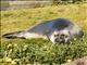 Southern Elephant Seal (Mirounga leonina) - Young Male