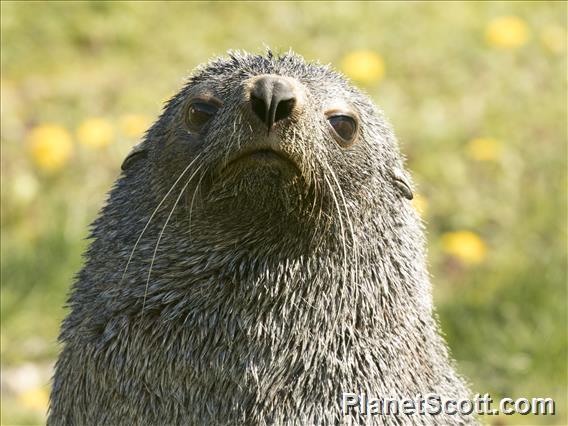 Antarctic Fur Seal (Arctocephalus gazella)