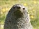 Antarctic Fur Seal (Arctocephalus gazella)