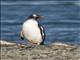 Gentoo Penguin (Pygoscelis papua)