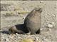 Antarctic Fur Seal (Arctocephalus gazella)