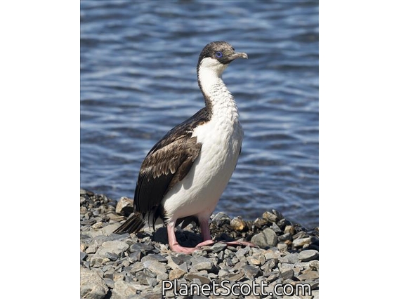 Imperial Cormorant (Leucocarbo atriceps)