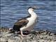 South Georgia Shag (Leucocarbo georgianus)