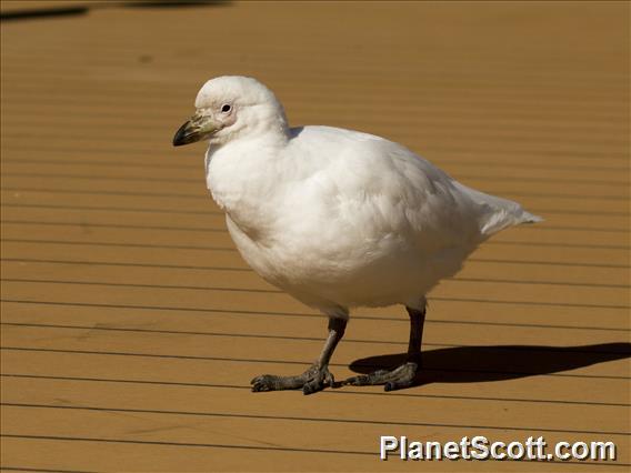 Snowy Sheathbill (Chionis albus)