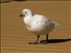 Snowy Sheathbill (Chionis albus)