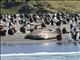 Southern Elephant Seal (Mirounga leonina)