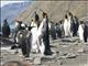 King Penguin (Aptenodytes patagonicus)