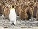 King Penguin (Aptenodytes patagonicus)