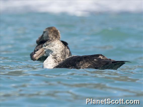 Northern Giant-Petrel (Macronectes halli)