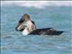 Northern Giant-Petrel (Macronectes halli)