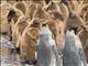 King Penguin (Aptenodytes patagonicus)