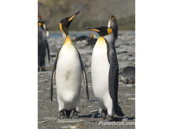 King Penguin (Aptenodytes patagonicus)