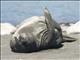 Southern Elephant Seal (Mirounga leonina)