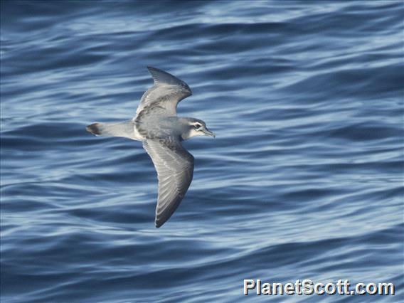 Antarctic Prion (Pachyptila desolata)