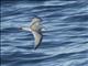 Antarctic Prion (Pachyptila desolata)