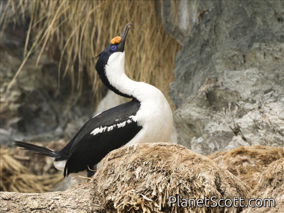 Imperial Cormorant (Leucocarbo atriceps)