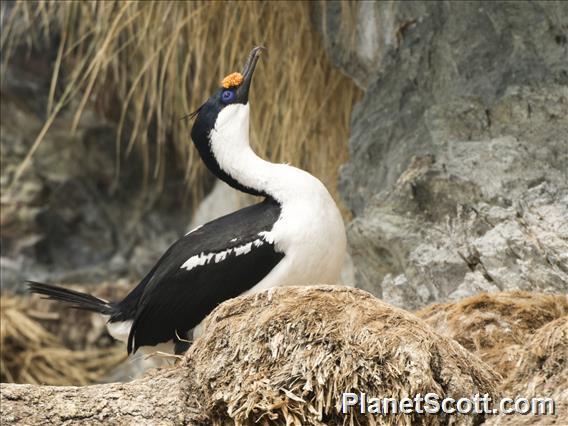 South Georgia Shag (Leucocarbo georgianus)