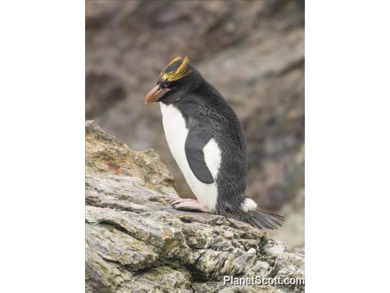 Macaroni Penguin (Eudyptes chrysolophus)