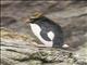 Macaroni Penguin (Eudyptes chrysolophus)