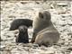 Antarctic Fur Seal (Arctocephalus gazella)