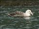 Southern Giant-Petrel (Macronectes giganteus) - Light Morph