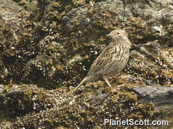 South Georgia Pipit (Anthus antarcticus)