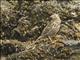 South Georgia Pipit (Anthus antarcticus)