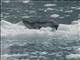 Leopard Seal (Hydrurga leptonyx)