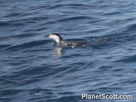 Chinstrap Penguin (Pygoscelis antarcticus)