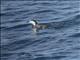 Chinstrap Penguin (Pygoscelis antarcticus)