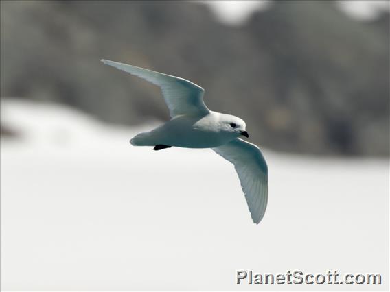 Snow Petrel (Pagodroma nivea)