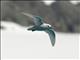 Snow Petrel (Pagodroma nivea)