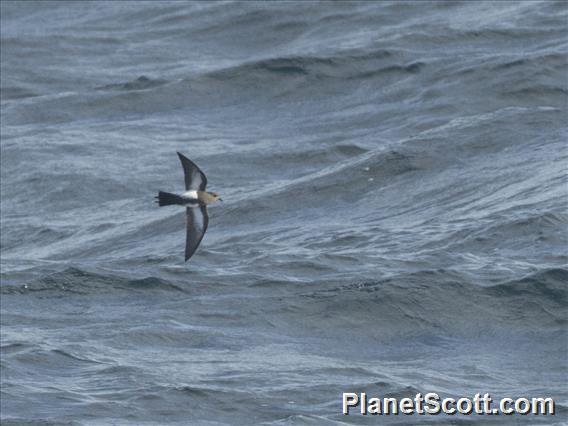 Black-bellied Storm-Petrel (Fregetta tropica)