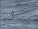 Black-bellied Storm-Petrel (Fregetta tropica)