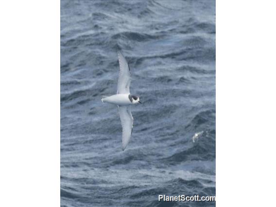 Blue Petrel (Halobaena caerulea)