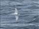 Blue Petrel (Halobaena caerulea)