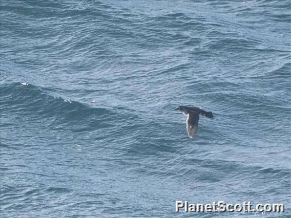 South Georgia Diving-Petrel (Pelecanoides georgicus)