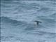 South Georgia Diving-Petrel (Pelecanoides georgicus)