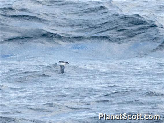 Common Diving-Petrel (Pelecanoides urinatrix)