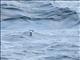 Common Diving-Petrel (Pelecanoides urinatrix)