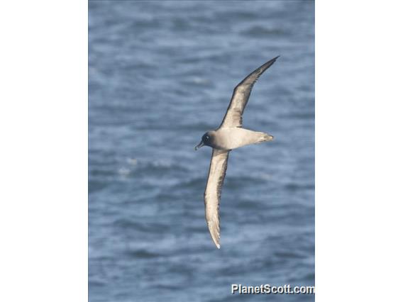 Light-mantled Albatross (Phoebetria palpebrata)