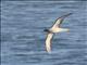 Light-mantled Albatross (Phoebetria palpebrata)