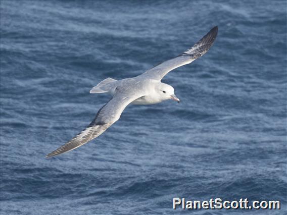 Southern Fulmar (Fulmarus glacialoides)