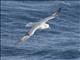 Southern Fulmar (Fulmarus glacialoides)